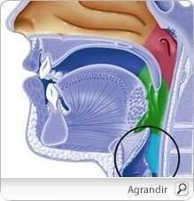 Cancer du larynx : quelles options de traitement existe-t-il ?