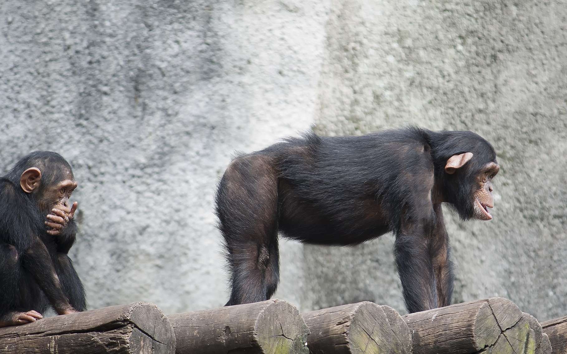 Les chimpanzés reconnaissent et utilisent
